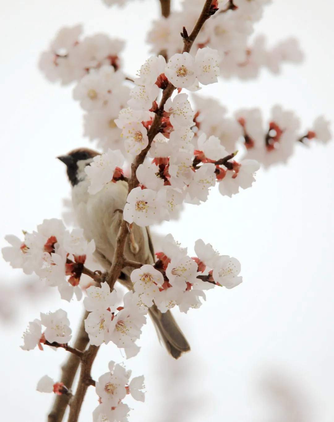 620189446445158219 620189446445158219